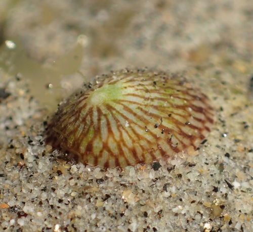 Rocking Chair Limpet