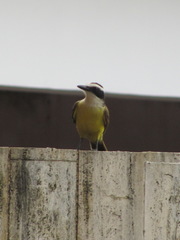 Pitangus sulphuratus