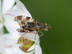 Tephritis vespertina