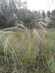 Stipa borysthenica