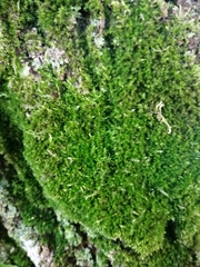 Brachythecium rutabulum