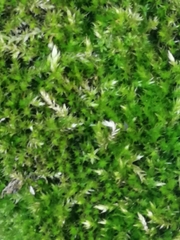 Brachythecium rutabulum