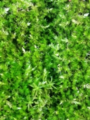 Brachythecium rutabulum