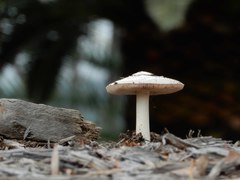 Volvopluteus gloiocephalus