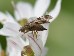 Tephritis vespertina