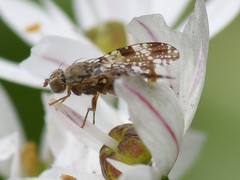 Tephritis vespertina