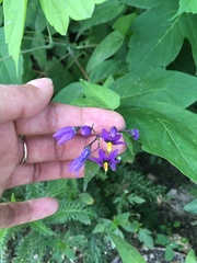 Solanum dulcamara