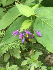 Solanum dulcamara