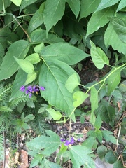 Solanum dulcamara