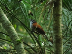 Cantorchilus nigricapillus