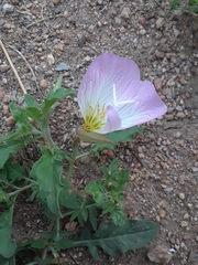 Oenothera speciosa