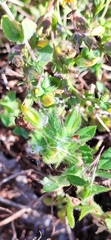 Hypericum tomentosum