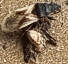 Metopoplax origani