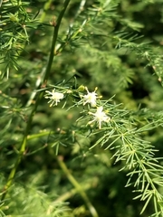 Asparagoideae