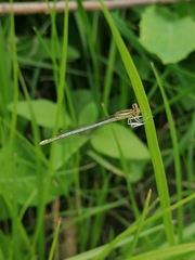 Platycnemis pennipes