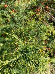 Asparagoideae
