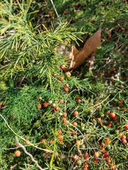 Asparagoideae