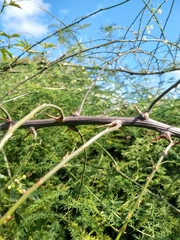 Asparagoideae