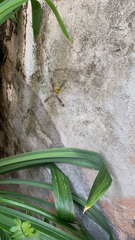 Argiope