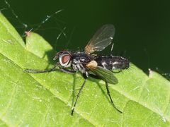 Phyllomya volvulus