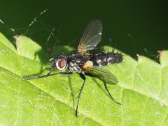 Phyllomya volvulus