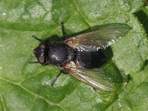 Pollenia atramentaria