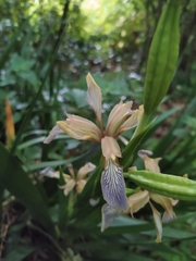 Iris foetidissima