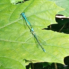 Coenagrion puella