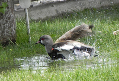 Vanellus chilensis