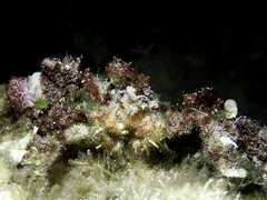Camposcia retusa