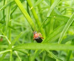 Cantharis pellucida