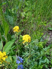 Alyssum montanum gmelinii
