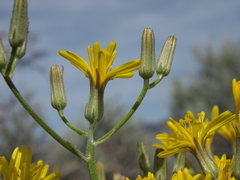 Crepis intermedia