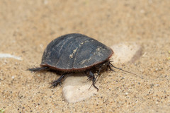 Polyphaga aegyptiaca