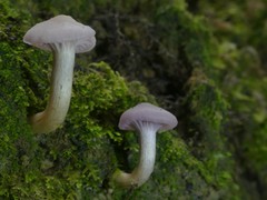 Hygrocybe cheelii