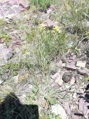 Erysimum flavum
