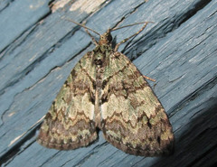 Hydriomena perfracta