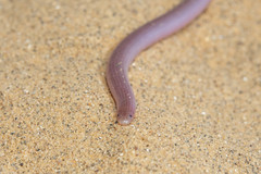 Xerotyphlops vermicularis