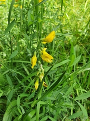 Lathyrus pratensis