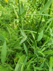 Lathyrus pratensis
