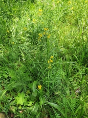 Lathyrus pratensis