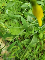 Lathyrus pratensis