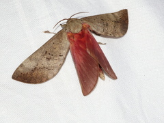 Oxycanus beltista