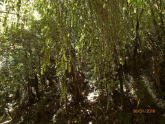 Metrosideros colensoi