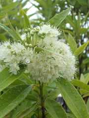 Backhousia citriodora
