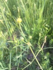 Ranunculus