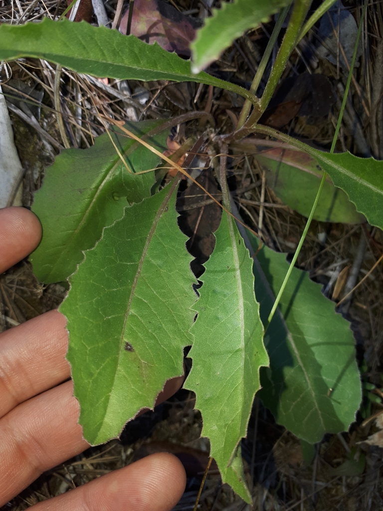 Klasea integrifolia