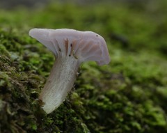 Hygrocybe cheelii