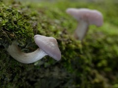 Hygrocybe cheelii
