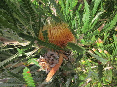 Banksia formosa